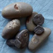 Fossils I found on Charmouth Beach