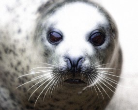 Seal Eyes + Effects