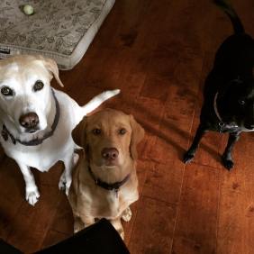 12094900_10206705478270061_787061639752779690_o