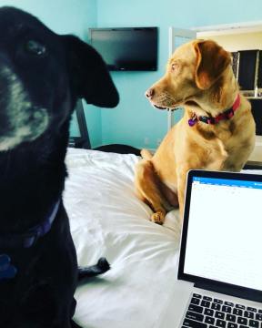 31732362_766581733540116_8260802069465445569_n