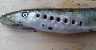 lamprey