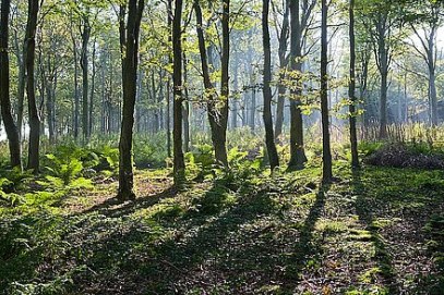 440px-Misty_morning_in_Brighstone_Forest_-_geograph.org.uk_-_540014